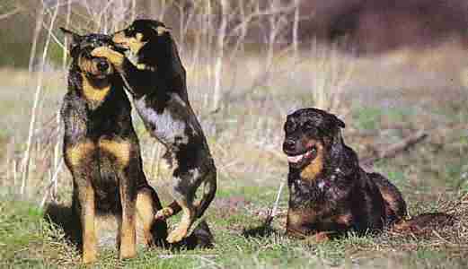 Beauceron Arlequin