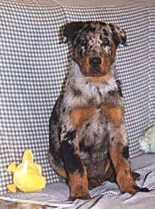 Beauceron Arlequin