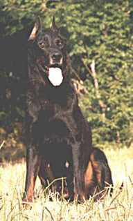 Bricole des fugues de St-Alban