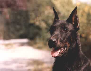 Diabolo des Fugues de Saint_Alban