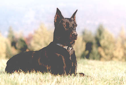 DIABOLO des Fugues de St-Alban