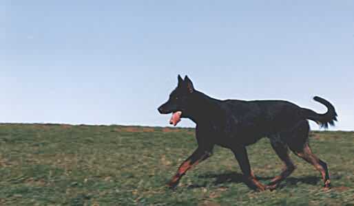 DIABOLO des Fugues de St-Alban