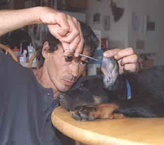 Une petite entaille de rep&eacute;rage, sur les deux oreilles &agrave; la fois