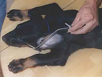 Pose et ajustement de la pince "de Pincemin". Coupe au bistouri, le long de la pince