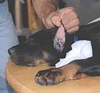 La plaie est sutur&eacute;e en "surjet", de la base vers le sommet