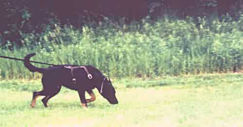 FEERIQUE des Fugues de St-Alban