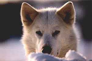 S&eacute;jours "Chien et loisirs verts"
