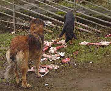 De l'elan pour les chiens finlandais...