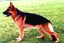 Le Berger Allemand moderne, ou ce qu'il en reste