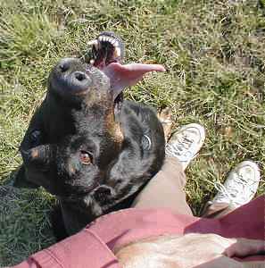 Assis au pied, les yeux lev&eacute;s, les oreilles l&eacute;g&egrave;rement en arri&egrave;re. Heureux...