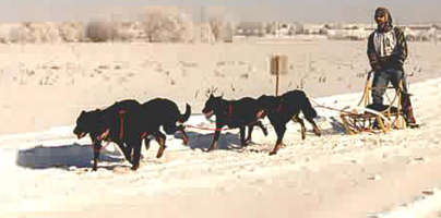 FEERIQUE des Fugues de St-Alban, dans le team Brady, Dakota du Nord