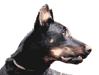 Les Fugues de Saint-Alban : Beaucerons, �ducation et dressage du chien. Bienvenue