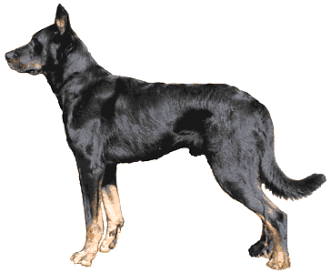 Pin-Pon &agrave; 4 ans