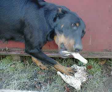 ...du poulet pour les chiens fran&ccedil;ais