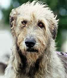 Le Petit Wolfhound Illustr&eacute;