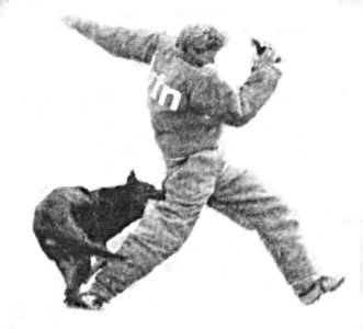 SAPHIR du Grand Maurian