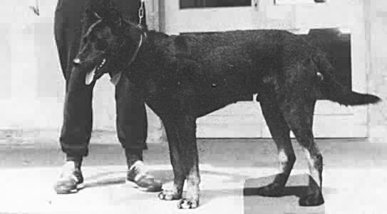 Th�o de la Niche du Bonheur