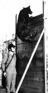 Trick du Plessis aux Tournelles