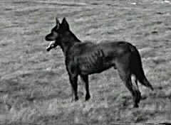 DIABOLO des Fugues de St-Alban