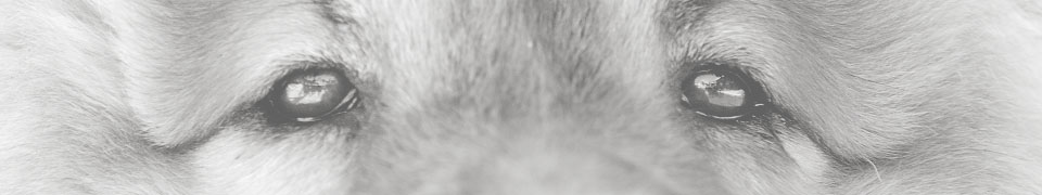 Education et dressage des chiens à Chambéry