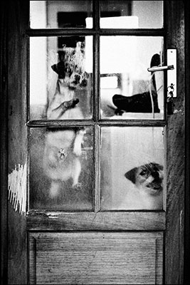 Chiens terriers sautent à la porte