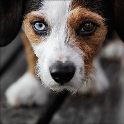Chien auw yeux vairons