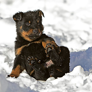Chiot dans la neige