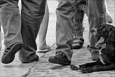 chien couché parmis les piétons