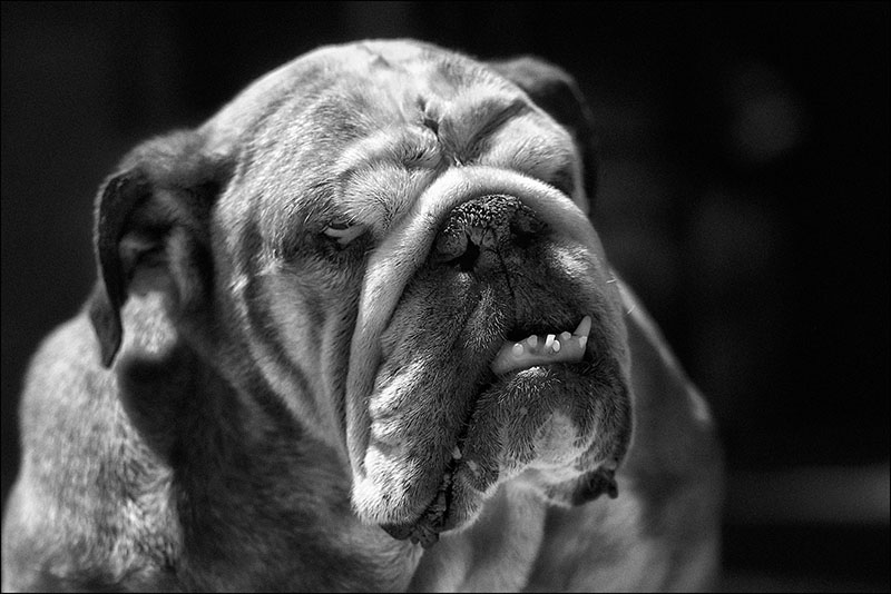 Bulldog