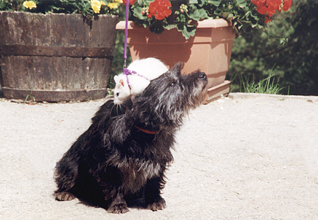 Rat sur la tête d'un Cairn Terrier