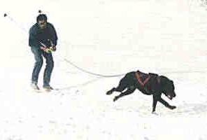 Ski-joering avec un Beauceron