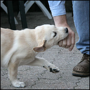 Chiot Labrador qui mordille la main