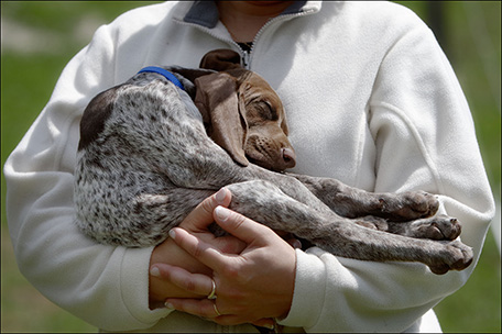 Chiot Braque dans les bras de sa maitresse
