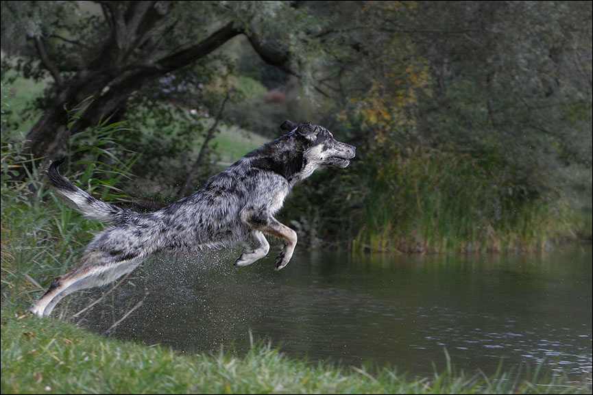 Chien de Berger plongeant dans le lac