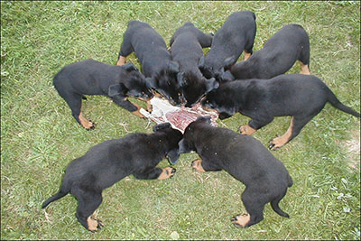 Chiots à la curée