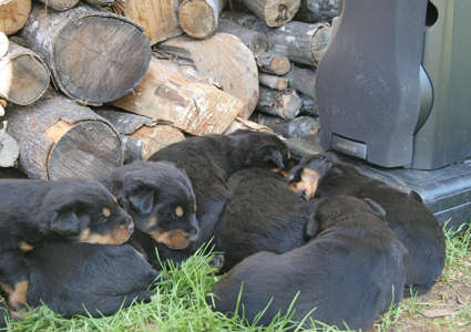 Chiots de 3 semaines